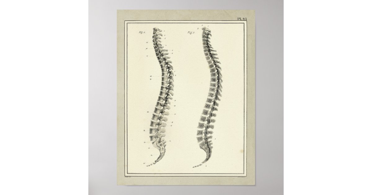 Vintage 1831 Spinal Column Anatomy Print | Zazzle