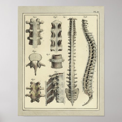 Vintage 1831 Spinal Column Anatomy Print