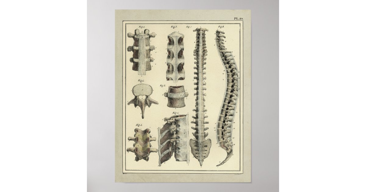 Vintage 1831 Spinal Column Anatomy Print | Zazzle