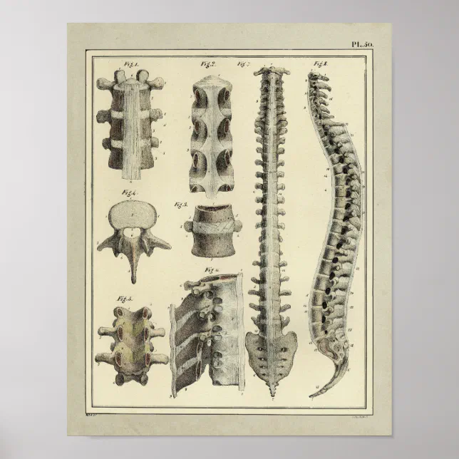 Vintage 1831 Spinal Column Anatomy Print | Zazzle