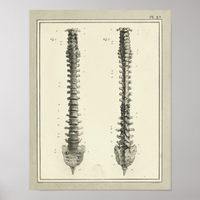 Vintage 1831 Spinal Column Anatomy Print (Front)