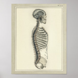 Vintage 1831 Spinal Veins Anatomy Print