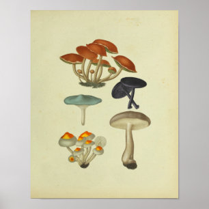 Vintage 1841 Blue Yellow Mushrooms Art Print