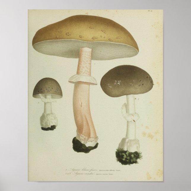 Vintage 1841 Brown Cap Mushrooms Art Print (Front)