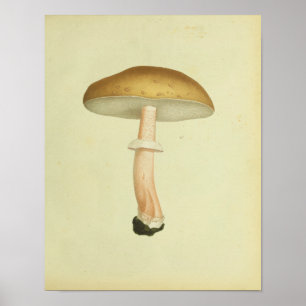 Vintage 1841 Brown Cap Mushrooms Art Print
