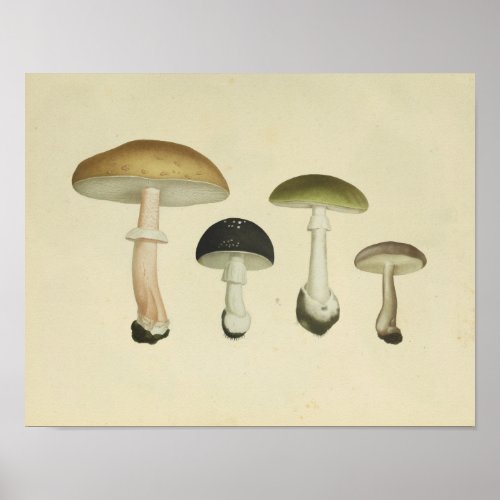 Vintage 1841 Green Brown Mushrooms Art Print