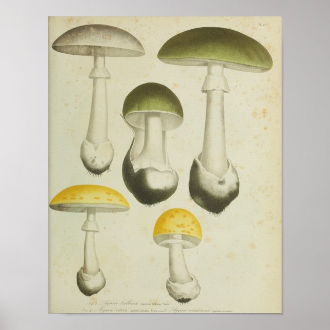 Vintage 1841 Green Yellow Mushrooms Art Print (Front)