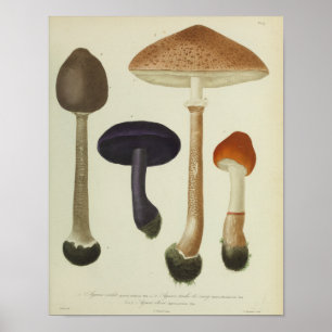 Vintage 1841 Purple Brown Mushrooms Art Print