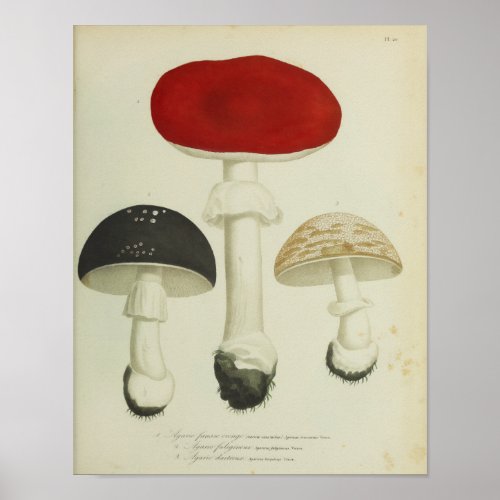 Vintage 1841 Red Black Mushrooms Art Print