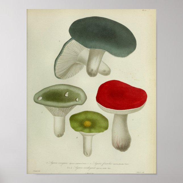 Vintage 1841 Red Blue Green Mushrooms Art Print (Front)