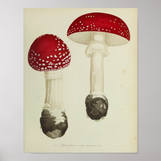 Vintage 1841 Red Cap Mushrooms Art Print (Front)