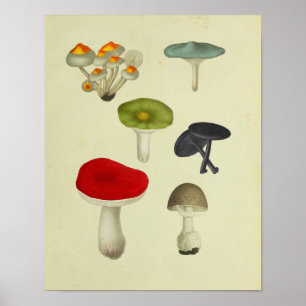 Vintage 1841 Red Green Blue Mushrooms Art Print