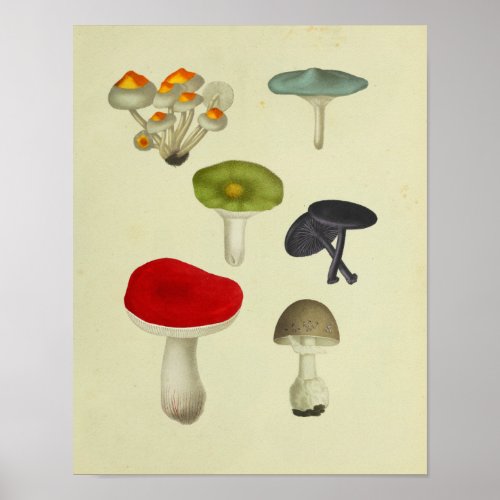 Vintage 1841 Red Green Blue Mushrooms Art Print