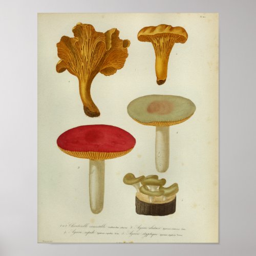 Vintage 1841 Red Yellow Brown Mushrooms Art Print