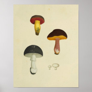 Vintage 1841 Red Yellow Mushrooms Art Print