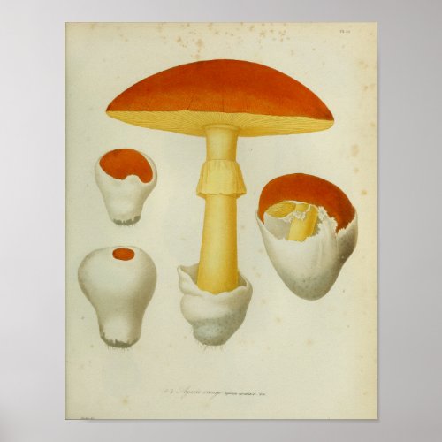 Vintage 1841 Red Yellow Mushrooms Art Print