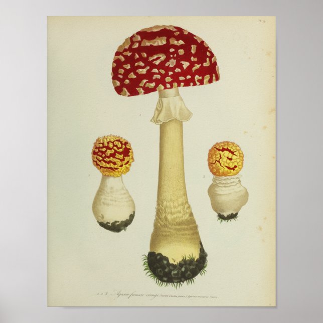 Vintage 1841 Red Yellow Mushrooms Art Print (Front)
