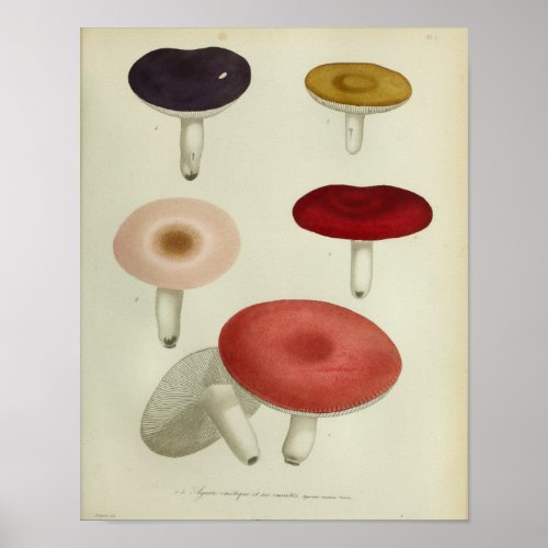 Vintage 1841 Red Yellow Pink Mushrooms Art Print