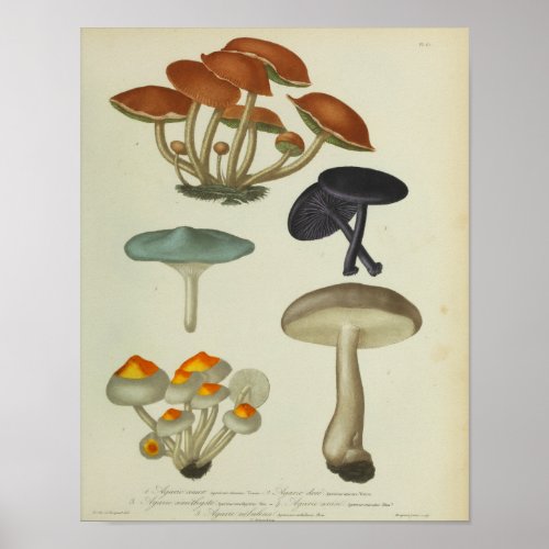 Vintage 1841 Yellow Blue Purple Mushrooms Print