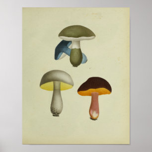 Vintage 1841 Yellow Green Blue Mushrooms Art Print