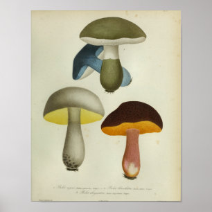 Vintage 1841 Yellow Green Blue Mushrooms Art Print