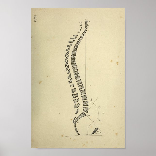 Vintage 1843 Human Spinal Column Anatomy Print (Front)
