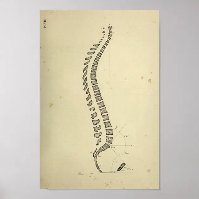 Vintage 1843 Human Spinal Column Anatomy Print | Zazzle