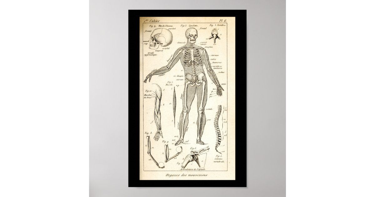 Vintage 1844 Human Skeleton Anatomy Print | Zazzle