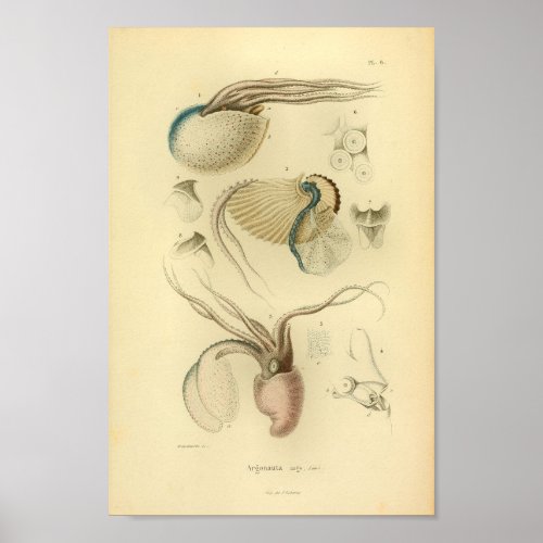 Vintage 1845 Octopus Color Art Print