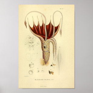 Vintage 1845 Umbrella Squid Color Art Print