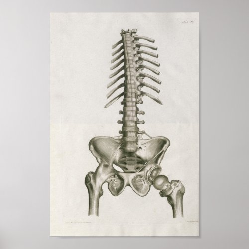 Vintage 1853 Lumbar Spine Anatomy Art Print