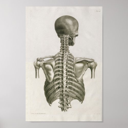 Vintage 1853 Skull Spine Anatomy Art Print