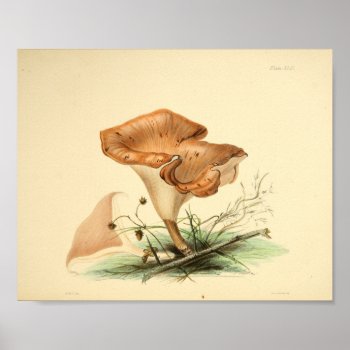 Vintage 1855 Mushrooms Brown Cap Art Print by AcupunctureProducts at Zazzle