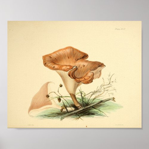 Vintage 1855 Mushrooms Brown Cap Art Print