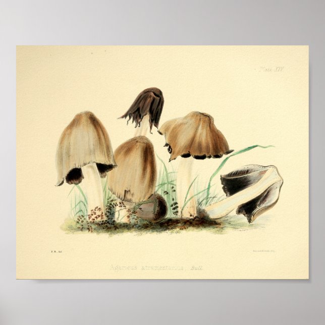 Vintage 1855 Mushrooms Brown Cap Art Print (Front)