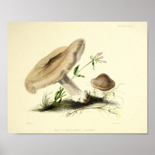 Vintage 1855 Mushrooms Brown Cap Art Print