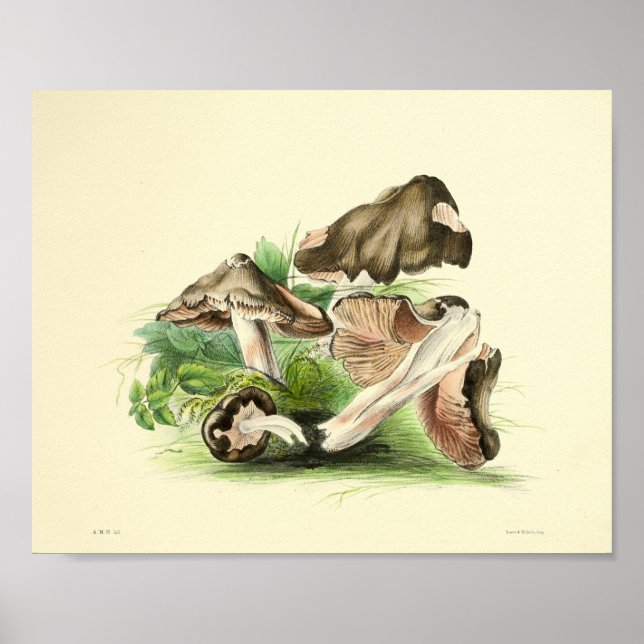 Vintage 1855 Mushrooms Brown Cap Art Print (Front)