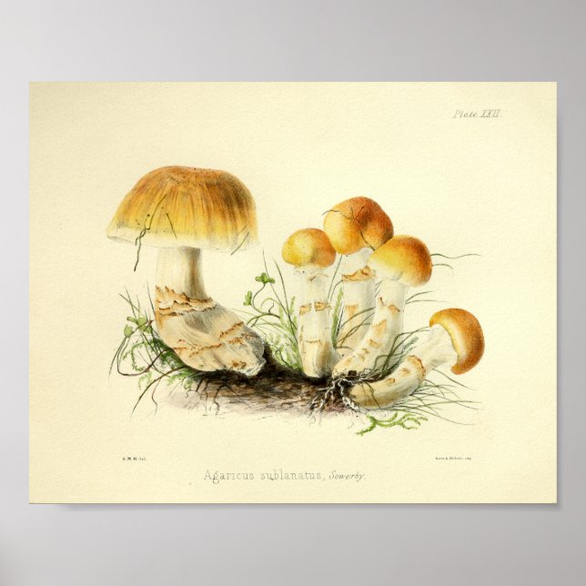 Vintage 1855 Mushrooms Brown Cap Art Print (Front)