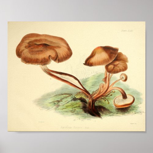 Vintage 1855 Mushrooms Brown Cap Art Print