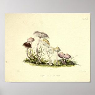 Vintage 1855 Mushrooms Brown White Art Print