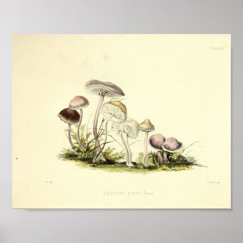 Vintage 1855 Mushrooms Brown White Art Print