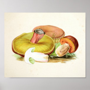 Vintage 1855 Mushrooms Brown Yellow Art Print