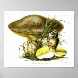 Vintage 1855 Mushrooms Brown Yellow Art Print