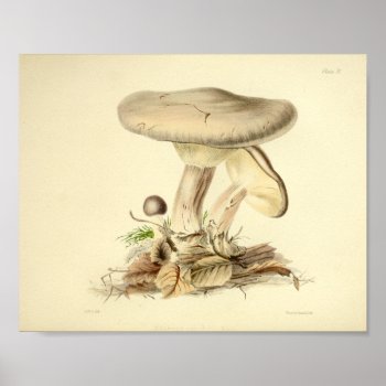 Vintage 1855 Mushrooms White Cap Art Print by AcupunctureProducts at Zazzle