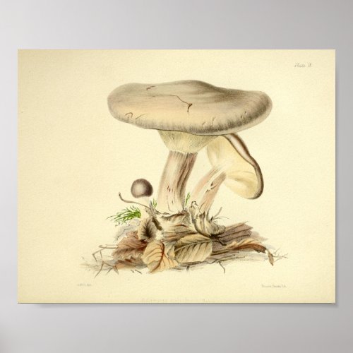 Vintage 1855 Mushrooms White Cap Art Print