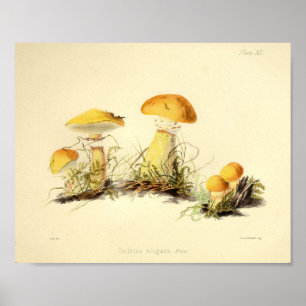 Vintage 1855 Mushrooms Yellow Cap Art Print