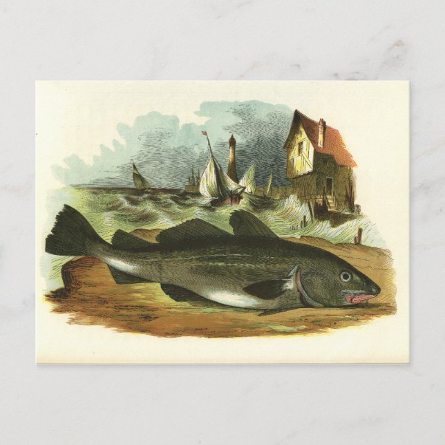 Vintage 1859 Codfish Fish FolkArt Illustration Postcard (Front)