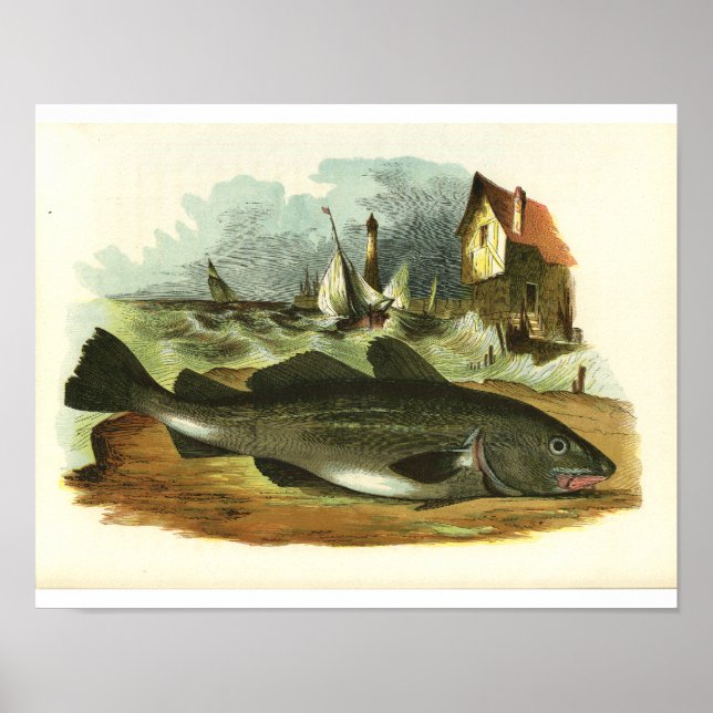 Vintage 1859 Codfish Fish Print FolkArt (Front)