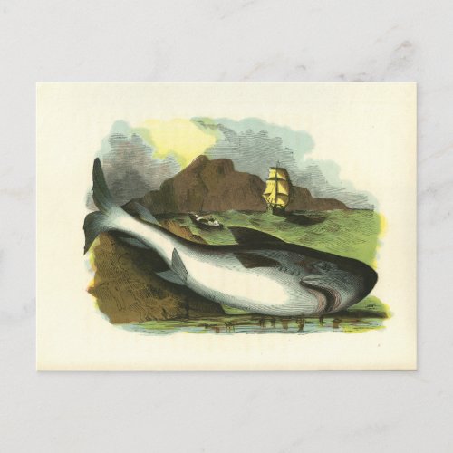 Vintage 1859 Shark FolkArt Illustration Postcard