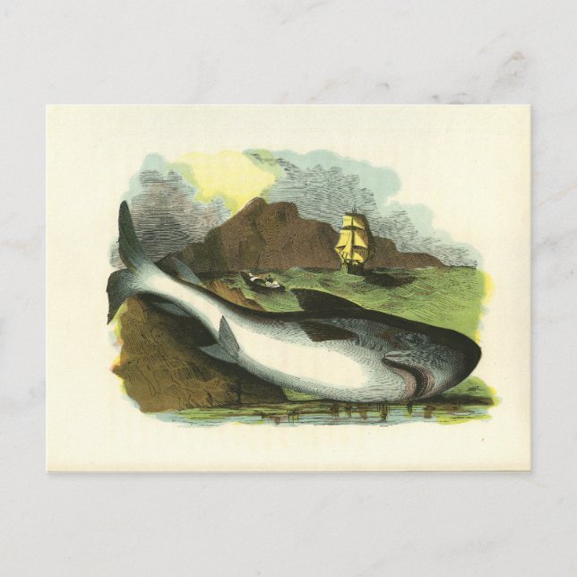 Vintage 1859 Shark FolkArt Illustration Postcard (Front)